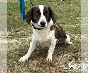 Medium Pembroke Welsh Corgi Mix