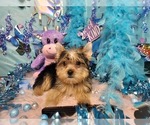 Small #1 Yorkshire Terrier