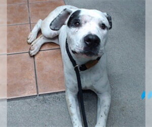 Mutt Dogs for adoption in Downey, CA, USA