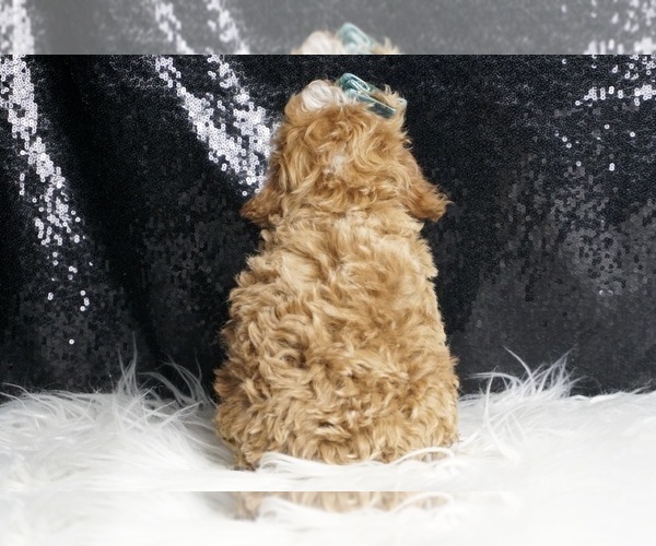 Medium Photo #9 Poodle (Toy) Puppy For Sale in WARSAW, IN, USA