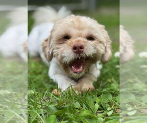 Shih Tzu Dogs for adoption in Spring Lake, NJ, USA