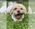 Small Shih Tzu