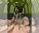 Small #6 Taco Terrier