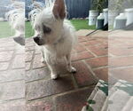 Small #2 Chihuahua Mix