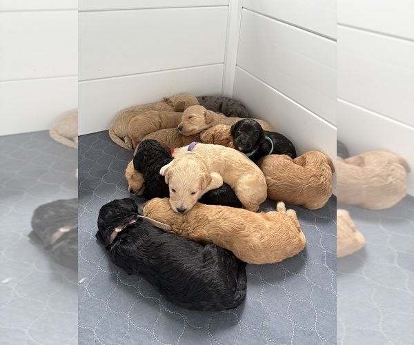 Medium Photo #1 Goldendoodle (Miniature) Puppy For Sale in FORT MYERS, FL, USA