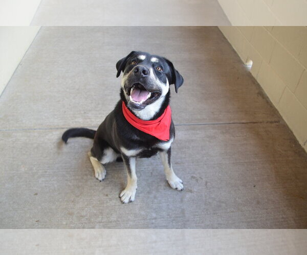 Medium Photo #1 Mutt Puppy For Sale in McKinney, TX, USA