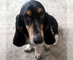 Small #5 Basset Hound