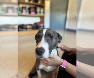 Salem - Female Mutt Dog for Adoption - Photo #4
