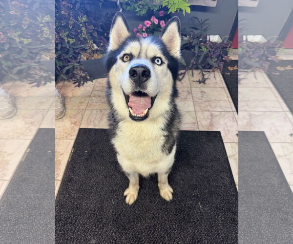 Medium Photo #1 Siberian Husky Puppy For Sale in Leavenworth, KS, USA