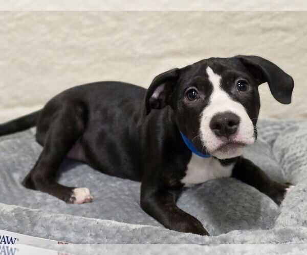 Medium Photo #5 American Bulldog-Unknown Mix Puppy For Sale in Lakewood, CO, USA