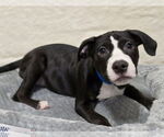 Small #4 American Bulldog Mix