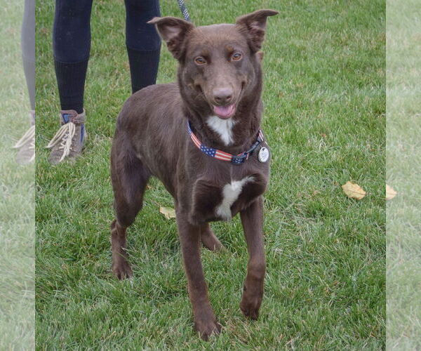 Medium Photo #3 Chocolate Labrador retriever-Colonial Cocker Spaniel Mix Puppy For Sale in Huntley, IL, USA