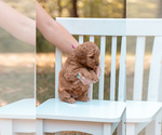 Small Photo #13 Goldendoodle (Miniature) Puppy For Sale in ASH GROVE, MO, USA