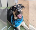 Small #6 German Shepherd Dog Mix
