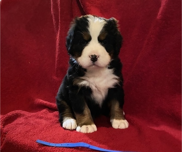 Medium Photo #1 Bernese Mountain Dog Puppy For Sale in GREEN FOREST, AR, USA