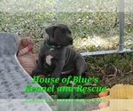 Small Photo #4 American Pit Bull Terrier Puppy For Sale in DELAWARE, OH, USA