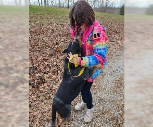 Medium Photo #4 Beagle-Unknown Mix Puppy For Sale in Frenchburg, KY, USA