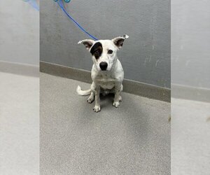 Dalmatian-Unknown Mix Dogs for adoption in Las Vegas, NV, USA