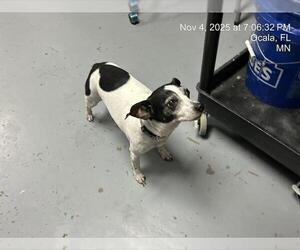 Chihuahua Dogs for adoption in Ocala, FL, USA