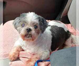 Shih Tzu-Unknown Mix Dogs for adoption in Crescent City, FL, USA