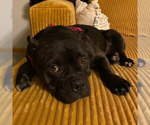 Bug - Female Staffordshire Bull Terrier Dog for Adoption - Photo #2