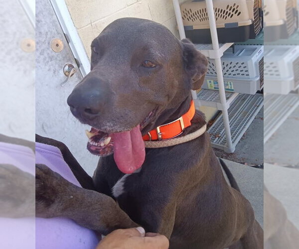 Medium Photo #7 Labrador Retriever-Unknown Mix Puppy For Sale in North Myrtle Beach, SC, USA