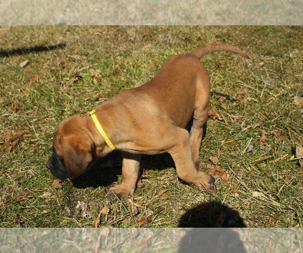 Medium Photo #3 Mastiff Puppy For Sale in CLARKRANGE, TN, USA