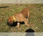 Small Photo #3 Mastiff Puppy For Sale in CLARKRANGE, TN, USA