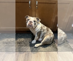 Mother of the English Bulldog puppies born on 02/15/2026