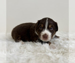 Small Photo #59 Aussiedoodle Miniature -Miniature Bernedoodle Mix Puppy For Sale in CULPEPER, VA, USA