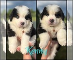 Puppy Kenny Rogers Great Bernese