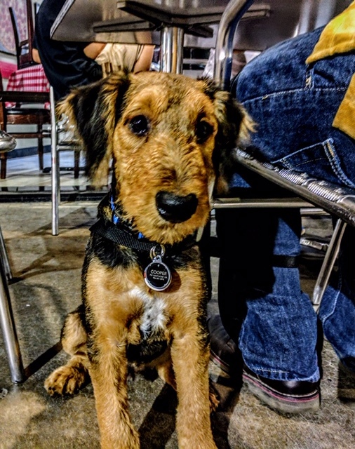 Medium Photo #16 Airedale Terrier Puppy For Sale in BOWRING, OK, USA