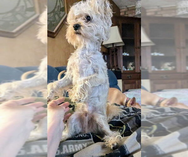 Medium Photo #6 Maltese-Unknown Mix Puppy For Sale in Westmont, IL, USA