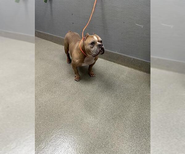 Medium Photo #1 Bulldog-Unknown Mix Puppy For Sale in Las Vegas, NV, USA