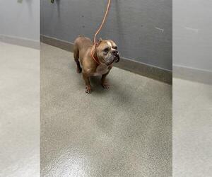Bulldog-Unknown Mix Dogs for adoption in Las Vegas, NV, USA