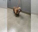*MARCUS - Male Bulldog-Unknown Mix Dog for Adoption - Small photo