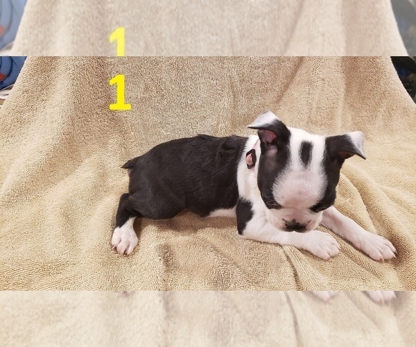 Medium Photo #3 Boston Terrier Puppy For Sale in KILLEEN, TX, USA