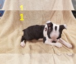 Small Photo #3 Boston Terrier Puppy For Sale in KILLEEN, TX, USA