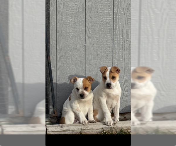 Medium Photo #5 Bulldog-Unknown Mix Puppy For Sale in MIDWAY, UT, USA
