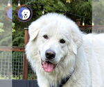 Small Great Pyrenees