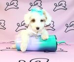 Small Photo #4 Poodle (Miniature) Puppy For Sale in LAS VEGAS, NV, USA