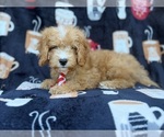 Milo - Male Cavapoo (Miniature) Puppy for Sale - Photo #6