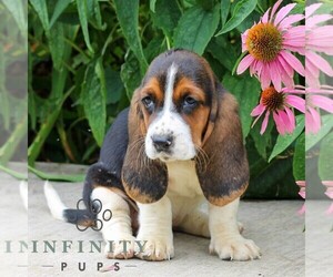 Basset Hound Puppy for sale in MANHEIM, PA, USA