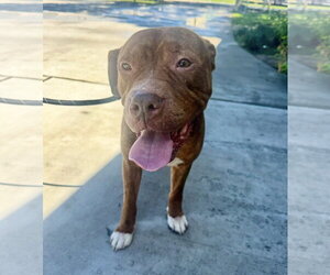 Lucius fka Shuppo - Male Mastiff-Staffordshire Bull Terrier Mix Dog for Adoption - Photo #2
