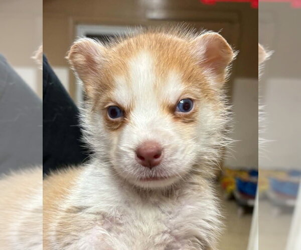 Medium Photo #1 Siberian Husky Puppy For Sale in Matawan, NJ, USA