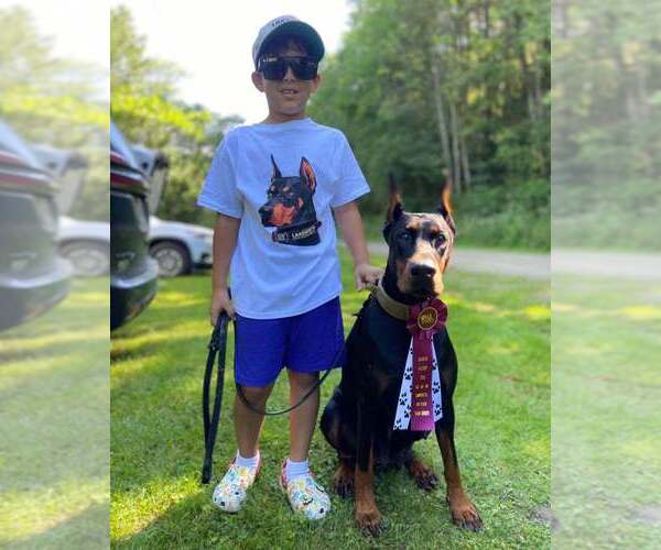Medium Photo #22 Doberman Pinscher Puppy For Sale in FORT LAUDERDALE, FL, USA