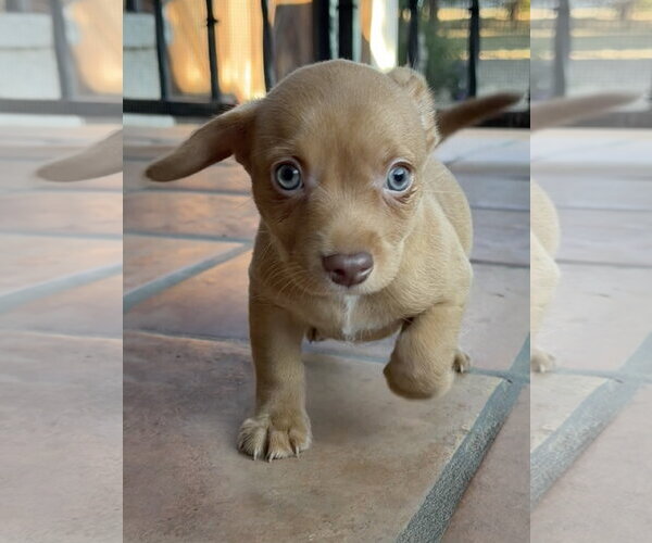 Medium Photo #4 Mutt Puppy For Sale in Lake Elsinore, CA, USA