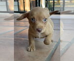 Small #3 Mutt