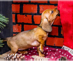 Small #8 Dachshund