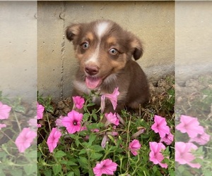 Miniature Australian Shepherd Puppy for sale in NEW WASHINGTN, IN, USA